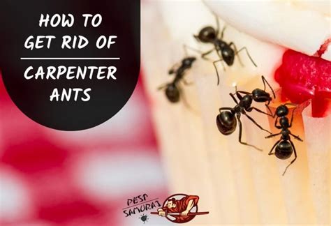 How To Get Rid Of Carpenter Ants In Your Garden Fasci Garden