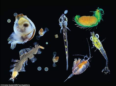 Born To Float Alone The Natural History Of Plankton Natural