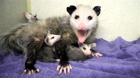 Mother Opossum And Babies 2 Youtube