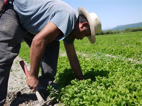 A Death Ignites Labor Tensions At Berry Farm Near Canada Kuow News