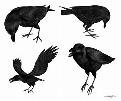 Raven Maleficent ворон Corvo Bird