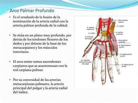 Ppt Musculos De La Mano Powerpoint Presentation Free Download Id