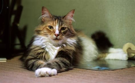 Tips On How To Find Norwegian Forest Cat Breeders Near You