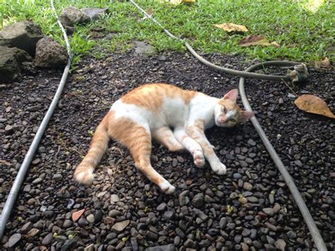 Philippine Cats