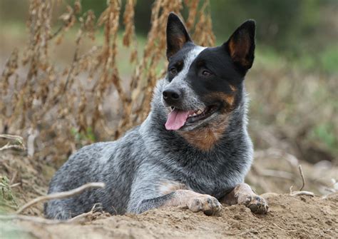 What Are Cattle Dogs Used For