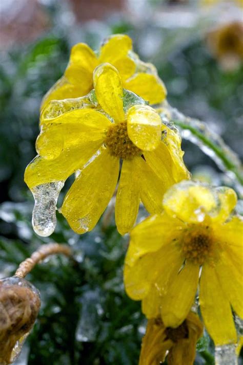 What Happens When An Ice Storm Hits While Flowers Are Still Blooming