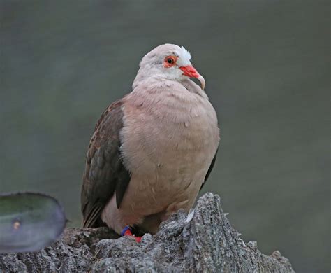 Pictures And Information On Pink Pigeon