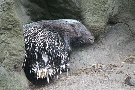 Cape Porcupine Southwicks Zoo