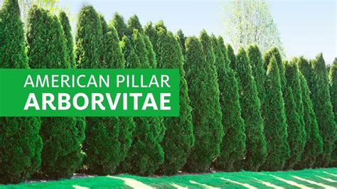 Full Speed A Hedge® American Pillar Arborvitaes