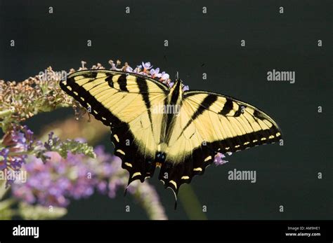 Tiger Swallowtail On Butterfly Bush Stock Photo Alamy