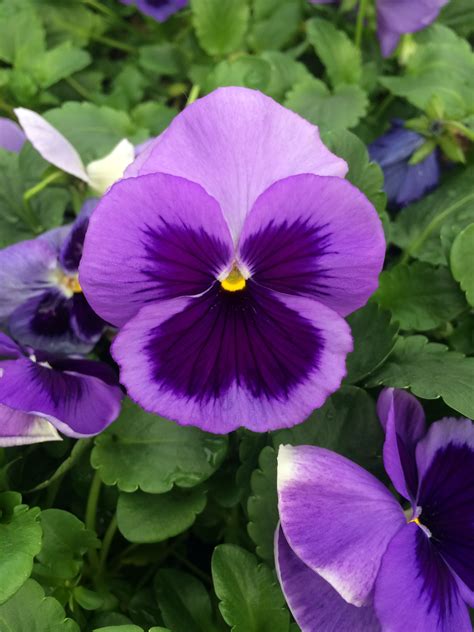 Pansy Flower Purple