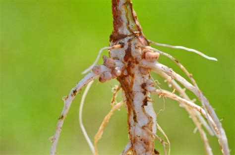 A Associação Entre Plantas Leguminosas E Bactérias Do Gênero Rhizobium