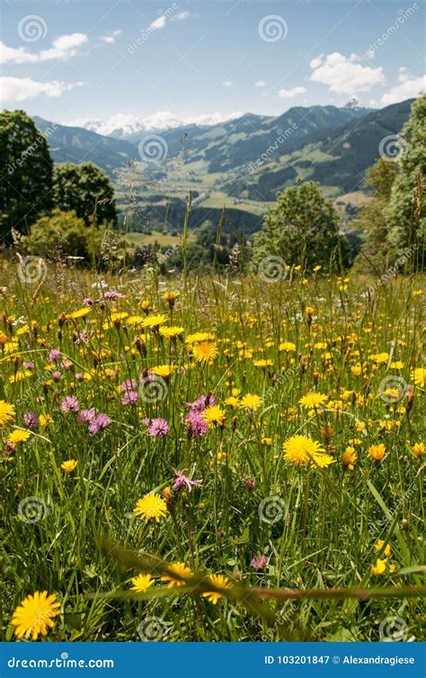 Flowering Meadow In The Tyrolean Alps In Austria Stock Image Image Of