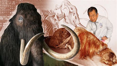 Scientists Move Step Forward In Cloning Woolly Mammoth Kindai Picks
