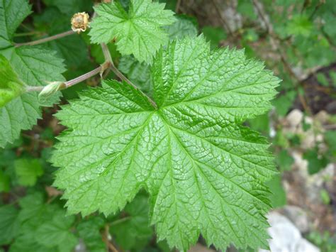 Toothed Lobed Leaf Pictures Of Rubus Neomexicanus Rosaceae