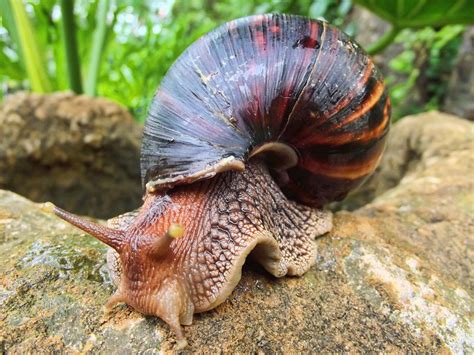File Giant African Land Snail Wikimedia Commons