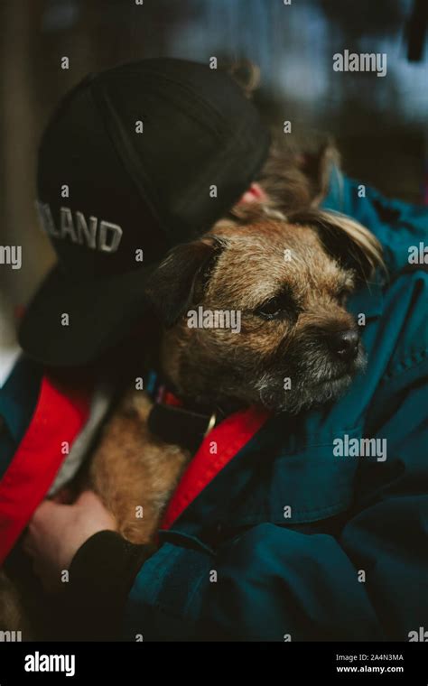 Man Hugging Dog Stock Photo Alamy