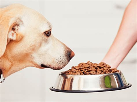 For example, around 8 years of age the table scraps your dog used. Best Dog Food With Sensitive Stomach And Diarrhea 2020 ...