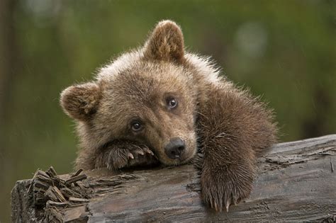 Rainy Day Grizzly Cub Little Female Grizzly Cub I Had