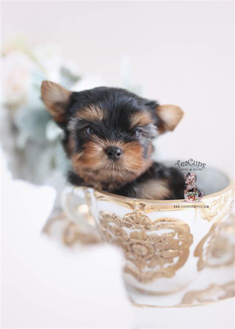 We have the most adorable small breed puppies for sale in ohio and nearby states: Adorable Yorkie Puppies | Teacups, Puppies & Boutique