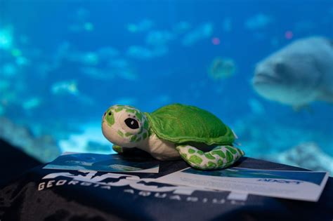 Adopt A Sea Turtle Georgia Aquarium