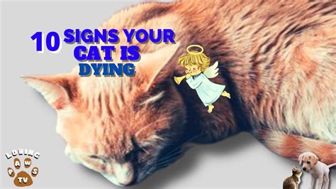 10 Agonizing Signs Of A Loving Pet Cat Dying Youtube