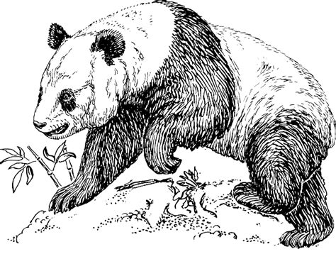 Panda Bär Tier Kostenlose Vektorgrafik auf Pixabay