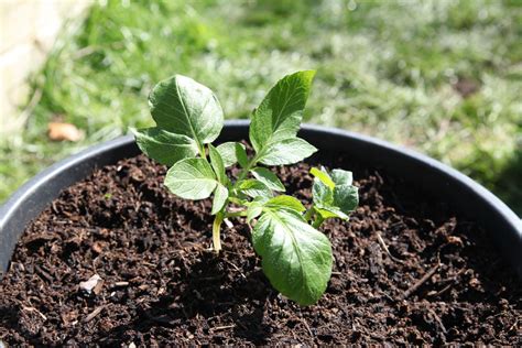 How To Grow Potatoes In Containers Livingetc