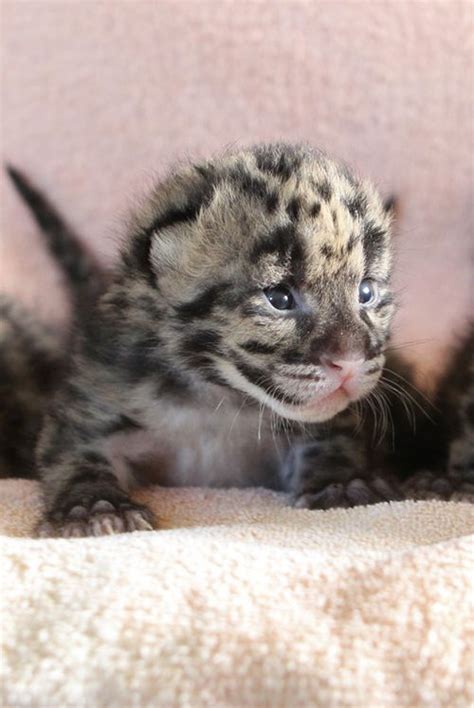 Clouded Leopard Information Facts Habitat Adaptations Baby Pictures