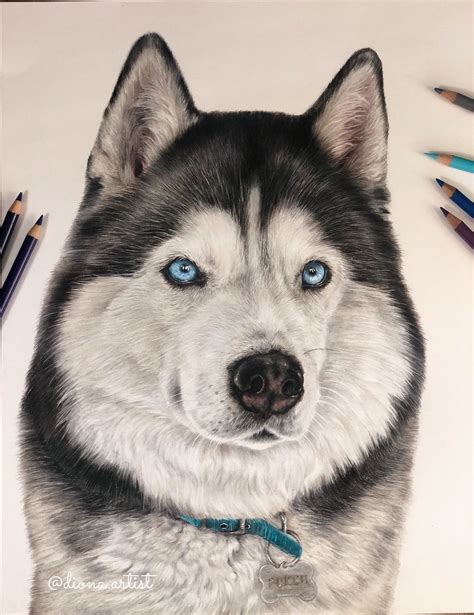 Husky Portrait Colored Pencils Personalized Dog Drawing Custom Etsy