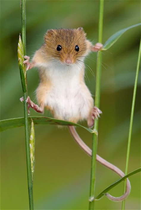 The only materials that defeat mice are glass, metal and concrete. mouse - Animal Stock Photos - Kimballstock