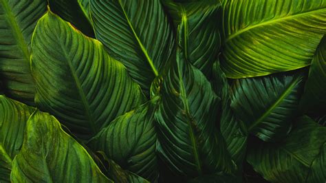 Green Leafed Plant Mac Wallpaper Download Allmacwallpaper