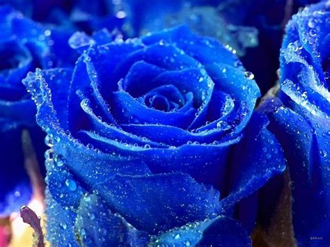 Blue Rose Flowers Wallpaper 1600x1200 22636