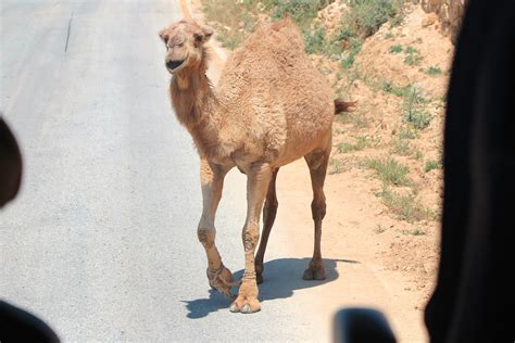 Free real life with a hump day camel mike hump daaaayyy mp3. Mike, Mike, Mike, Mike, Mike! What day is it, Mike ...