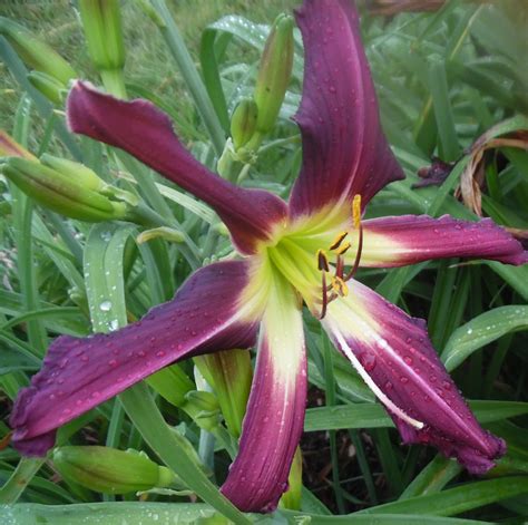 Stardreamer Daylilies Purple Many Faces