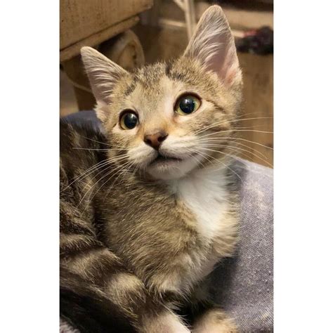 Sokoke spotted tabby with white kitten, bengal foster cat ...