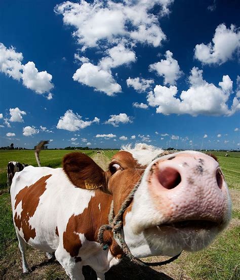 Curiosity 1 Vertorama Cows Funny Cute Cows Farm Animals Pictures