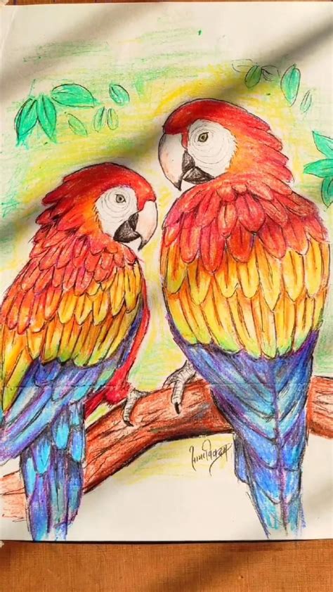 Macaw Parrot Drawing With Wax Crayons Drawings Bird Illustration