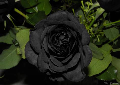 Rosas Negras ¿existen De Forma Natural Jardineria On