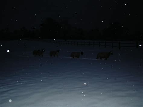 Sheep At Night In Snowy Field By David Wells Redbubble