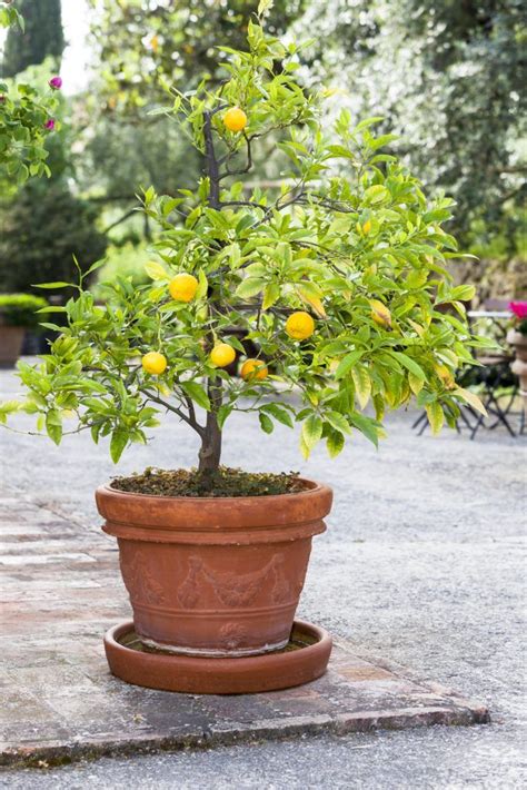 Growing Citrus Trees In Containers Great Park Garden Coalition
