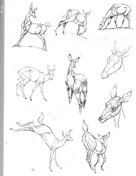 How To Draw Deer Legs Draw Easy