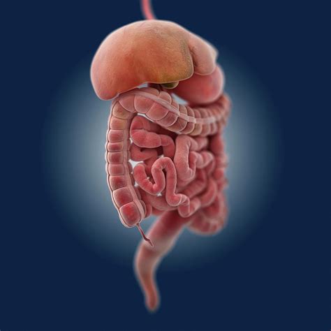 Digestive System Photograph By Springer Medizin Science Photo Library Fine Art America