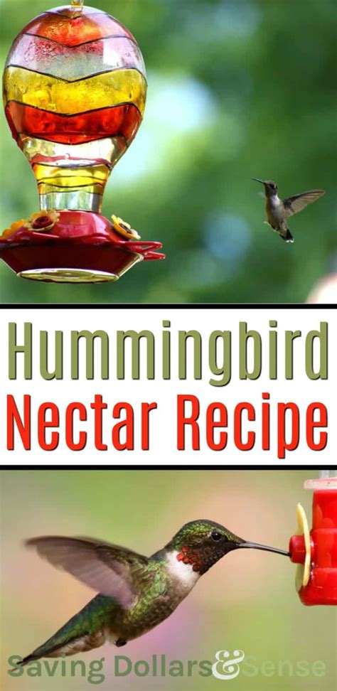 Easy Hummingbird Food Recipe Saving Dollars And Sense