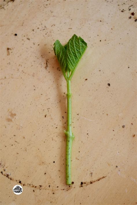 Cacti live for light, so spring is generally a good time to propagate them since it gives the offspring a long season of sunshine ahead. How to Start Hydrangeas from Cuttings