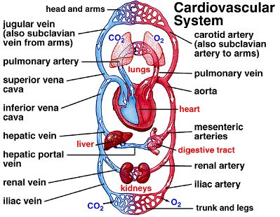 The hollow place inside of the blood vessel is called the lumen. Cardiovascular Disease or Heart Disease - The number one ...