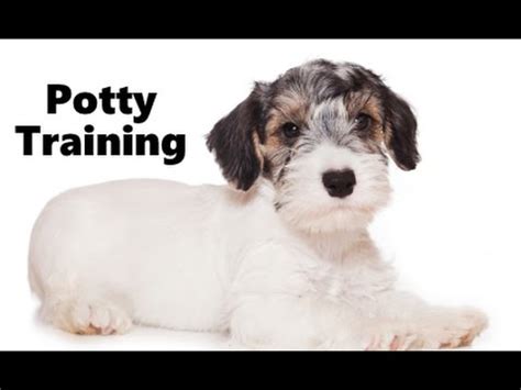 Description of the sealyham terrier dog and puppies character & temperament the terrier dogs are small to medium size and are often described as fiery or feisty. How To Potty Train A Sealyham Terrier Puppy - Sealyham ...