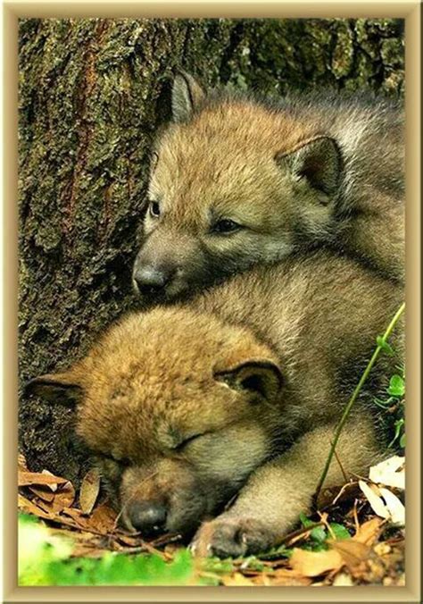 It's not my opinion because i find giant deadly sharks very cute especially when they expose their teeth as if they are giving a wide grin before killing yes, you heard right. Baby Wolves Napping. | Baby wolves, Cute animals, Cutest ...