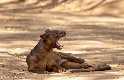 Fossa 5 Fascinating Facts Africa Geographic