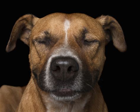 Beautiful Photos Of Relaxed Dogs Who Look Like They Are Meditating
